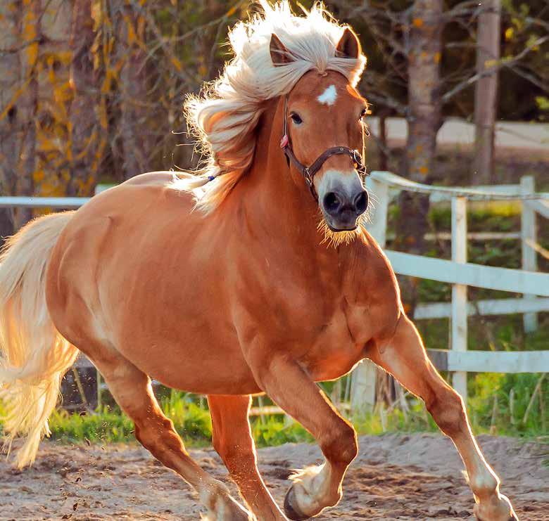 tukeminen. Norra-rehuja valmistetaan ouvolassa. TILAA VEROAUPASTA Toimitus on maksuton! NORRAHORSE.