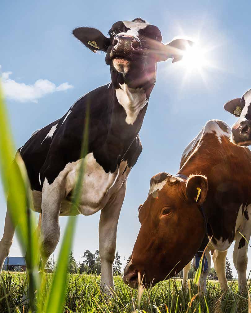 ATEGORIA MAITURI Maituri on varmatoiminen rehusarja, jonka tavoite on lehmien korkea elinikäistuotos. Lypsykauden aikana energiapitoiset Maituri-rehut pitävät lehmän energiatasapainon kohdallaan.