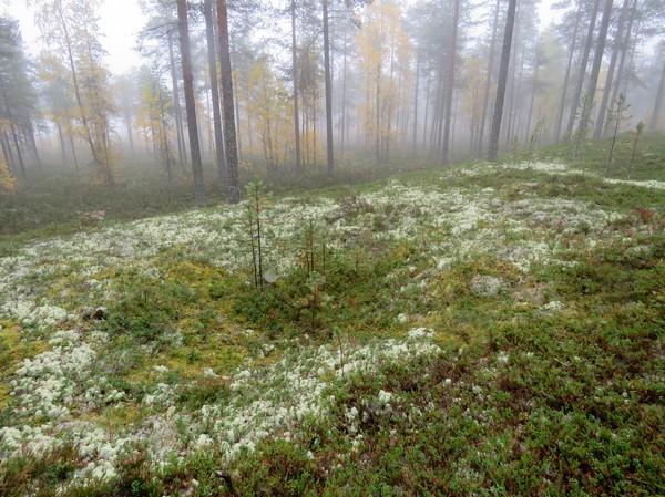 Suominen tarkastus 988 Kuvaus: n kuvaus: Martinkannan pyyntikuopat sijaitsevat Manamansalon Martinlahden ja Rusilanlahden välisen Martinkannan ja Martinkannanluhdan länsipuolella, pääosin tasaisen