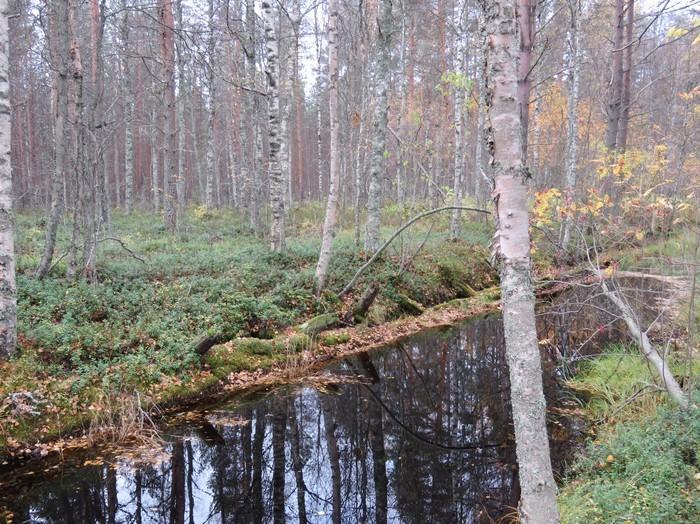 Sortunut hirsiseinämä.