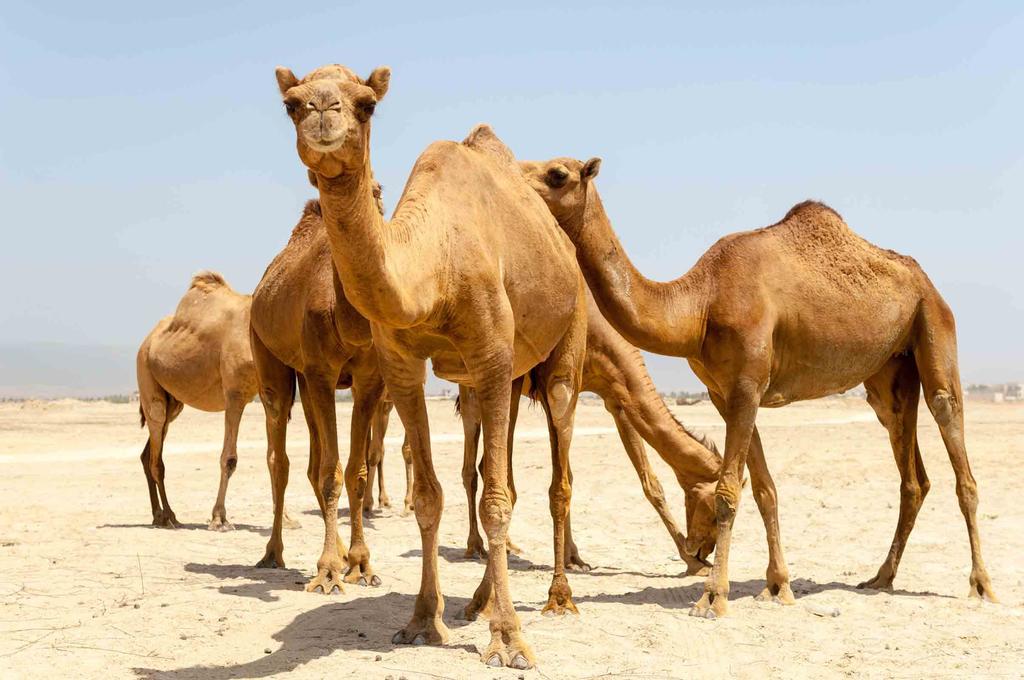 QATAR JA OMAN - KIERTOMATKA ARABIAN NIEMIMAALLA: VINKKEJÄ JA SUOSITUKSIA Linkkejä Unescon