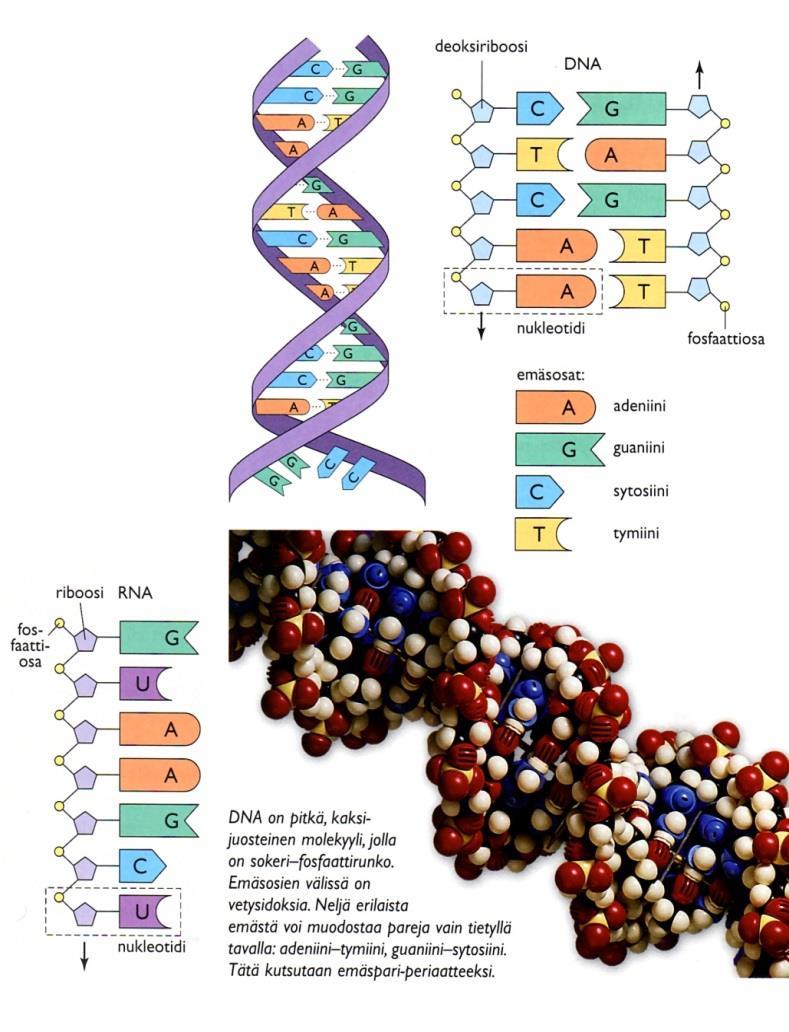 3. Nukleiinihapot (alkuaineet: C, O, H, N) Sisältävät perinnöllistä tietoa (= eliön rakennusohjeet).