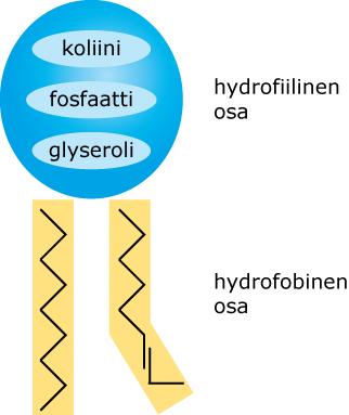 Energialähteitä ja varastoja (tali, rypsiöljy, vaseliinit jne. triglyseridejä).