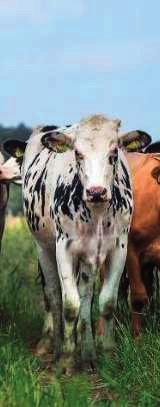 TONKKAPOSTI JOULUKUU 2018 Merjan vinkki: Niukka fosforin saanti huonontaa lehmien tuotosta ja terveyttä Lypsäville tarkoitettuja fosforipitoisia kivennäisiä ovat muun muassa apilapitoisen rehun