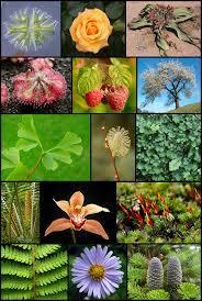 Biodiversiteetin mittaaminen Biologian sanakirjassa biodiversiteetti on määritetty