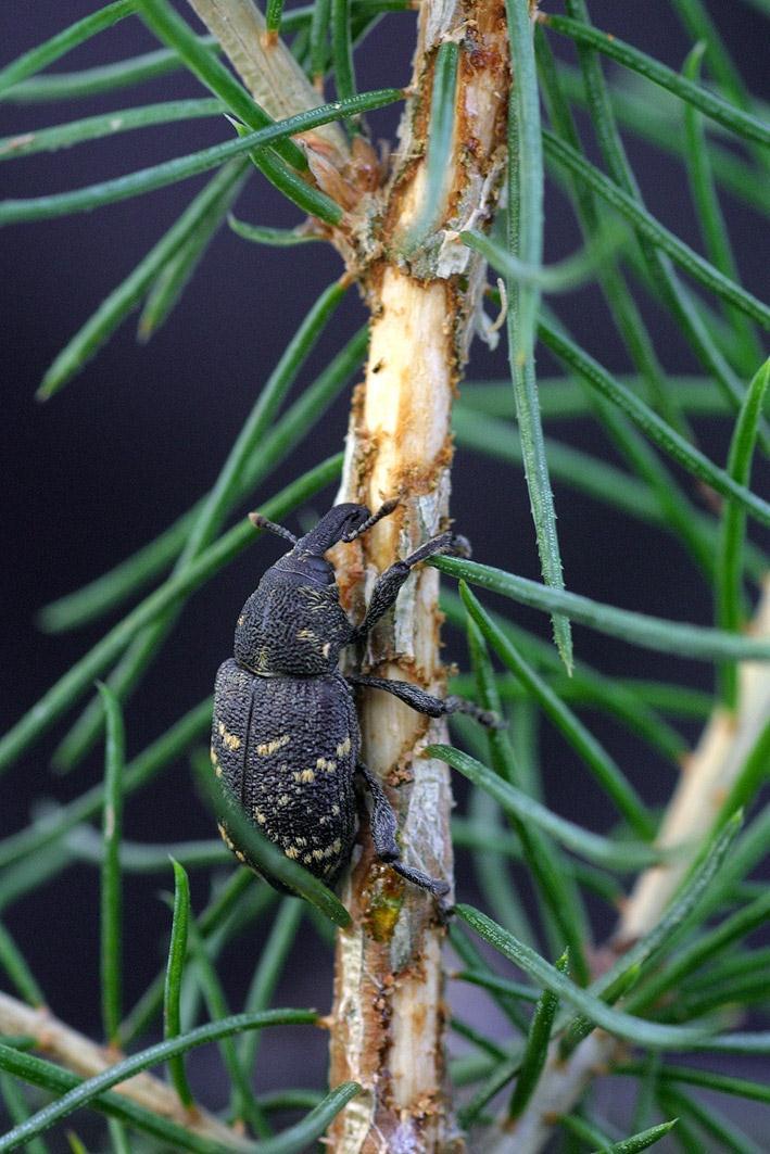 Eri-ikäisrakenteisen metsän etuja Tukkimiehentäi (Hylobius abietis) ei viihdy eriikäisrakenteisessa