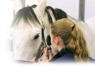 Apurahat NoVAS (Nordic Veterinary Acupuncture Society/Nordisk Veterinær Akupunktur Selskab) is happy to welcome you to participate in our upcoming course: NoVAS / IVAS BASIC COURSE IN VETERINARY