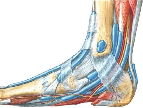 jänteet (506b, 516) 2) proksimaalisesti lateraalipuolelle kääntyvät rakenteet (506a, 516). 3) distaalipuolen lihasrakenteet (516-7). 4) n. tibialis M. sartorius M. semimembranosus M.