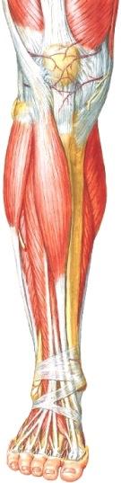 poplitea A. tibialis posterior M. flexor digitorum longus, varpaiden pitkä koukistajalihas M. tibialis posterior, takimmainen säärilihas N. tibialis A.