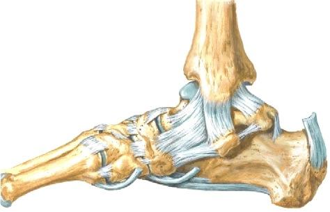 Kun katkaiset lig. fibulotare anteriorin (527a), miten se vaikutta nilkan vetolaatikkotestiin? Mitä tapahtuu jos katkaiset myös lig. fibulotalare posteriorin sekä calcaneofibularen?