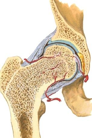 Tarkastele nivelkuopan rakennetta, fossa acetabulare, ligamentum transversum ja labrum acetabulare (487). Ovatko nivelpinnat sileät vai kuluneen rosoiset? Mistä kohdasta nivelkuoppa kuluu eniten?