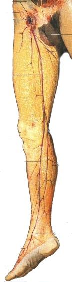 viilto: Pohjeluun päästä reisiluun epicondylus lateralikseen ja tästä edelleen reiden ulkosyrjää ylös trochanter majorin (489) kautta crista iliacaan (485) asti. Yhdysviilto spinaan.