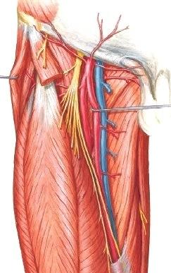 quadriceps femoris,rectus Musculus osa poistettu, quadriceps vastus intermedius, femoris, vastus lateralis, rectus osa, ja vastus medialis vastus lateralis, vastus medialis Reiden verisuonet ja