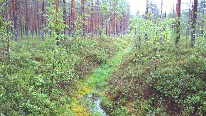 Kuvaus Havaintopiste 1 Ojasto hyvässä kunnossa, kuivavaraa vielä 60 cm vaikka ojat sammaloituneetkin. Ei eroosion merkkejä.