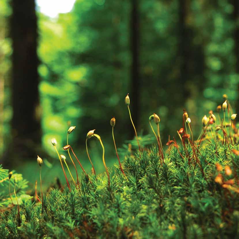 Monimuotoisuus Metsissä on arvokkaita elinympäristöjä ja alueita, joissa on tavallista monipuolisempi luonto. Tarkista oman metsäsi erityiskohteet.