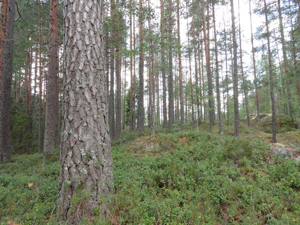 Mattilan kiinteistön luontoselvitys Kiinteistötunnus Sijainti Tekijä