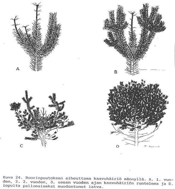 Metsämaan