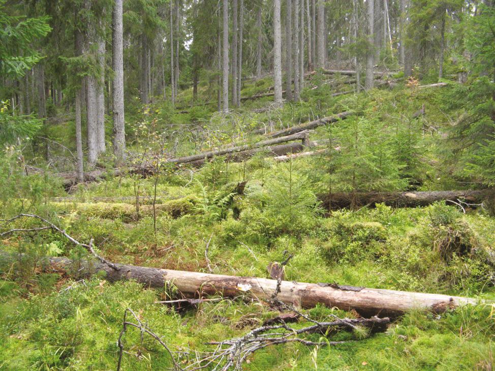 Kuva 16. Laajat ja runsaslahopuustoiset alueet ovat uhanalaisen lajiston suojelun kannalta tehokkaimpia. Kuva: Reijo Penttilä.