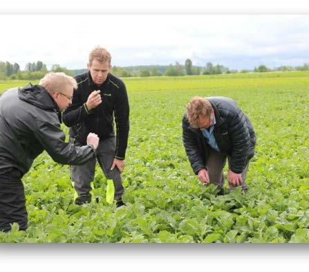 Mitä on IPM? Yksityisten neuvojien näkemys Kasvin stressien vähentämistä (J.K.) IPM:ää ei ole ilman ymmärrystä siitä, että kaikki kasvua haittaavien tekijöiden ennalta ehkäiseminen ja vähentäminen on kasvinsuojelua.