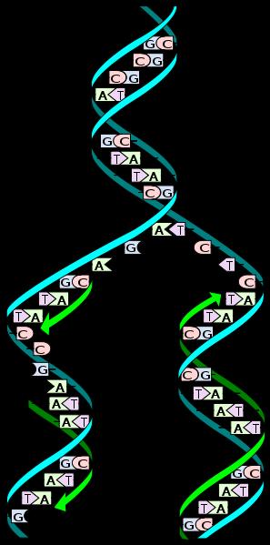 DNA-polymeraasi etenee aina vanhan juosteen 3