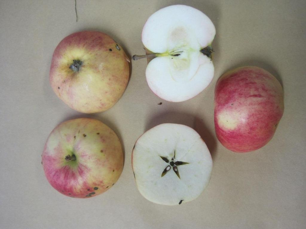 Luken tutkija Maarit Heinonen ja omena-asiantuntija Hilma Kinnanen tekivät omenapuiden lajiketunnistusta hedelmästä