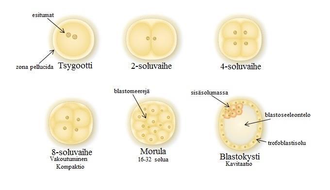 Munasolun hedelmöityttyä tsygootti alkaa kasvattaa solumääräänsä [Kuva 3].