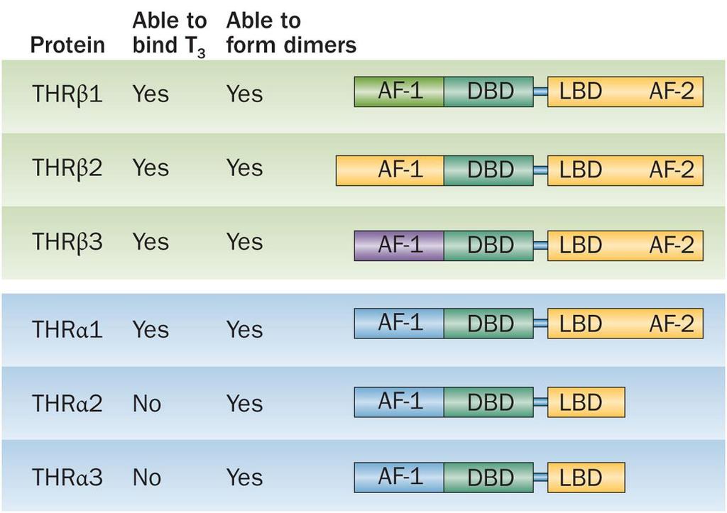 Figure 2 The THRα and THRβ isoforms have considerable homology Ortiga-Carvalho, T. M. et al.