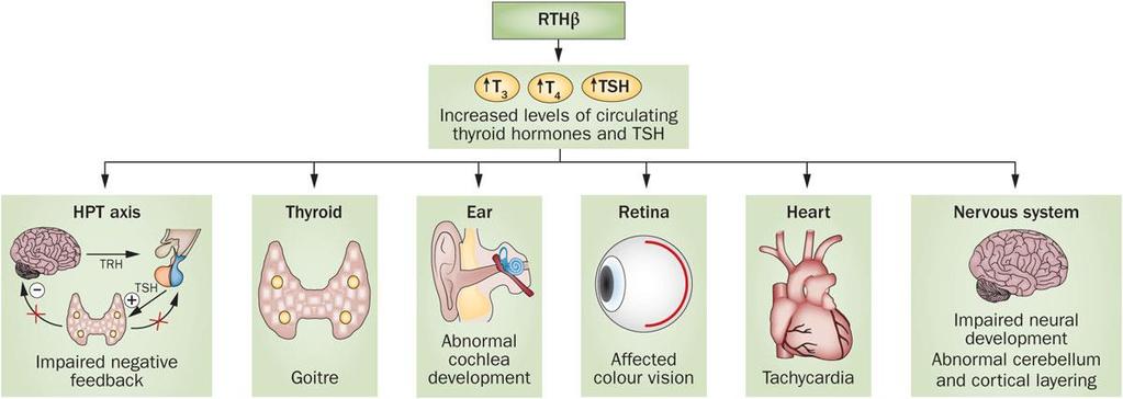 Figure 4 Overview of tissues and homeostatic functions affected in RTHβ Ortiga-Carvalho, T. M. et al.