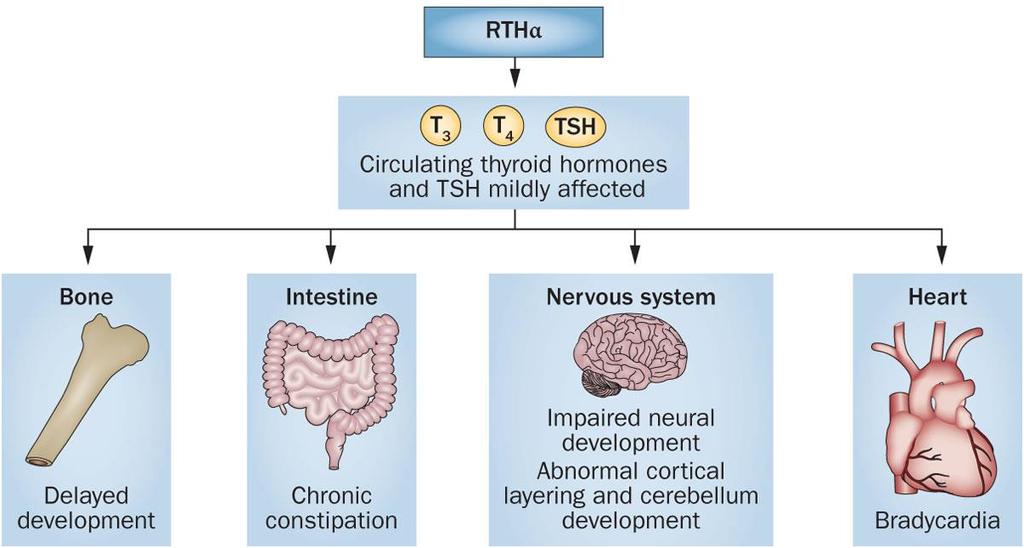 Figure 5 Overview of tissues and homeostatic functions affected in RTHα Ortiga-Carvalho, T. M. et al.