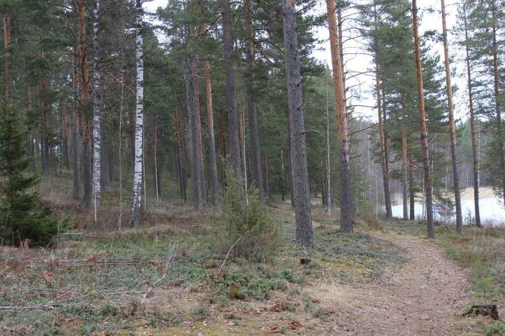 Kaavaselostus Sivu