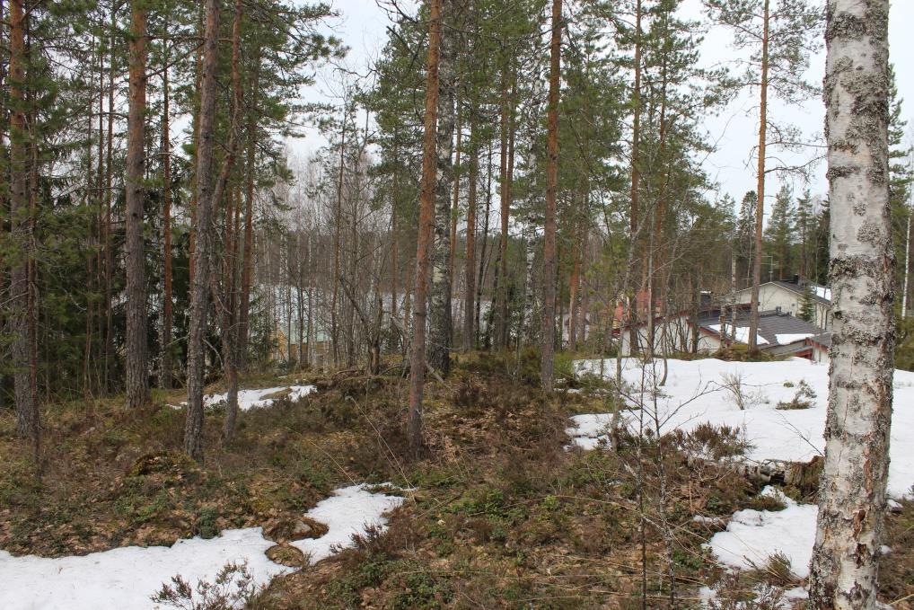 Opiston