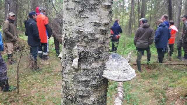 Monimetsä-hanke 5 (28) Kuva 1. Aktiivisessa talouskäytössä olevia metsäalueita on mahdollista kehittää kannattavan puuntuotannon rinnalla nykyistä monimuotoisemmaksi.