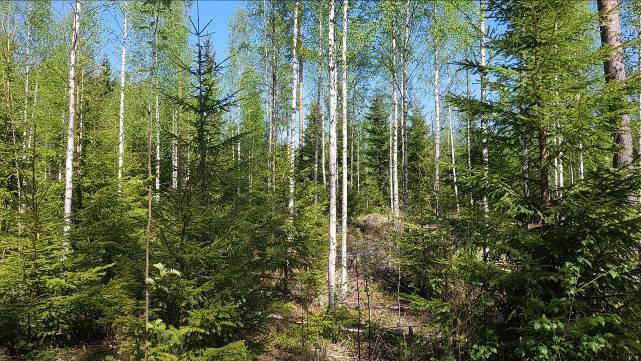 Monimetsä-hanke 8 (28) Kuva 2. Nuorten kasvatusmetsien käsittelyssä ratkaistaan, kuinka monipuolisia piirteitä metsästä löytyy vuosikymmenien aikana. 1.