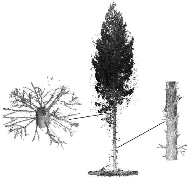 KUVA 2. Maastolaserkeilauksen tuottama kolmiulotteinen pistepilviaineisto yksittäisestä puusta. Yksityiskohtainen rungon kuvaus mahdollistaa läpimittojen mittaukset halutuilta korkeuksilta.