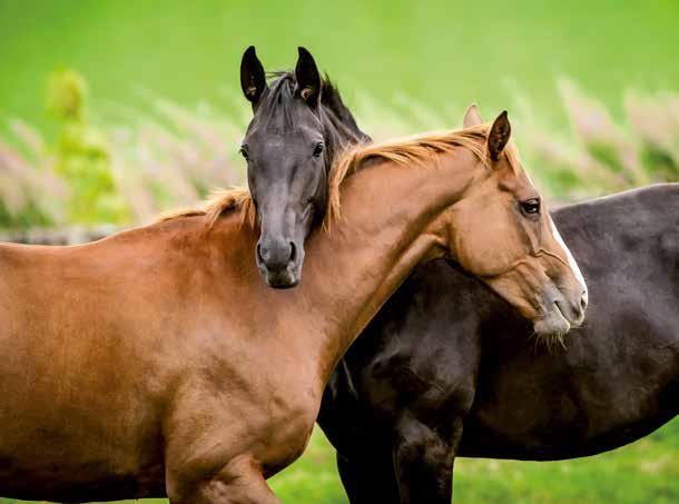 POHJANTÄHTI hevosesi turvaksi Sopivat vakuutusratkaisut mittatilaustyönä niin kotisi, perheesi, hevosesi, maatilasi kuin yrityksesikin tarpeisiin löydät meiltä. Kysy lisää ja pyydä tarjous!