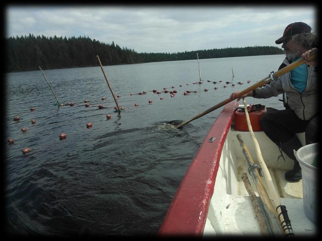 Hoitokalastus Onnistuneen poistokalastuksen jälkeen hoitokalastus voidaan aloittaa 1-2 vuoden kuluttua.