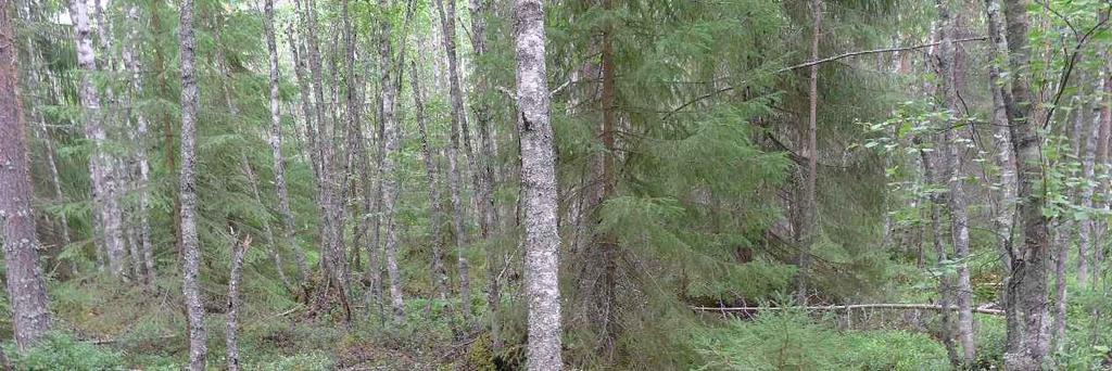 Kuva 9-6. Hankealueella esiintyy tavanomaista, metsätalouskäytössä olevaa, osittain soistunutta kangasmetsää. Kuivahkon kankaan (NT) kasvillisuutta esiintyy monen paikoin hankealueen eteläpuoliskossa.