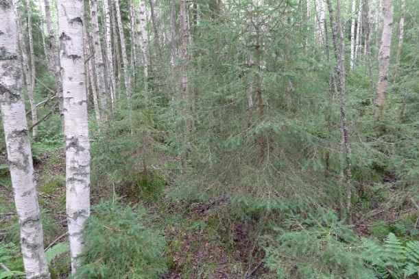 Hankealueen kangaskorpikuvioiden kenttäkerroksen lajistoon kuuluvat juolukka, puolukka, metsäkorte, metsätähti ja metsäalvejuuri. Sammalkerroksessa tavataan jokasuon- ja korpirahkasammalta.