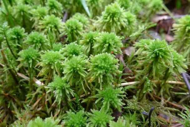 Koko esiintymän pinta-ala oli arvioltaan 3-6 m². Kuva 9-7. Metsätalouskäytössä olevassa kangaskorvessa kasvaa pallopäärahkasammalta.