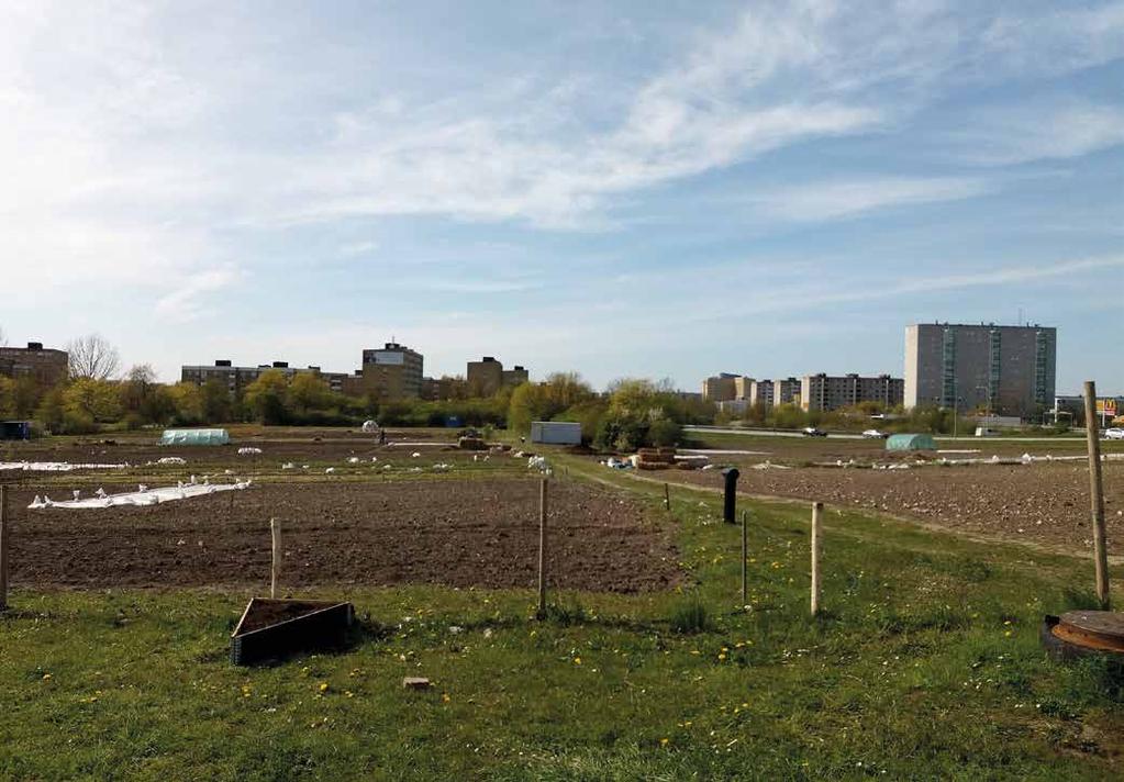 Los Perros Urban Farming, unelma yrityksestä Rosengård on Malmön kaupunginosa, jossa asuu n. 21 500 ihmistä. Asukkaista yli 80 % on ulkomaalaistaustaisia.