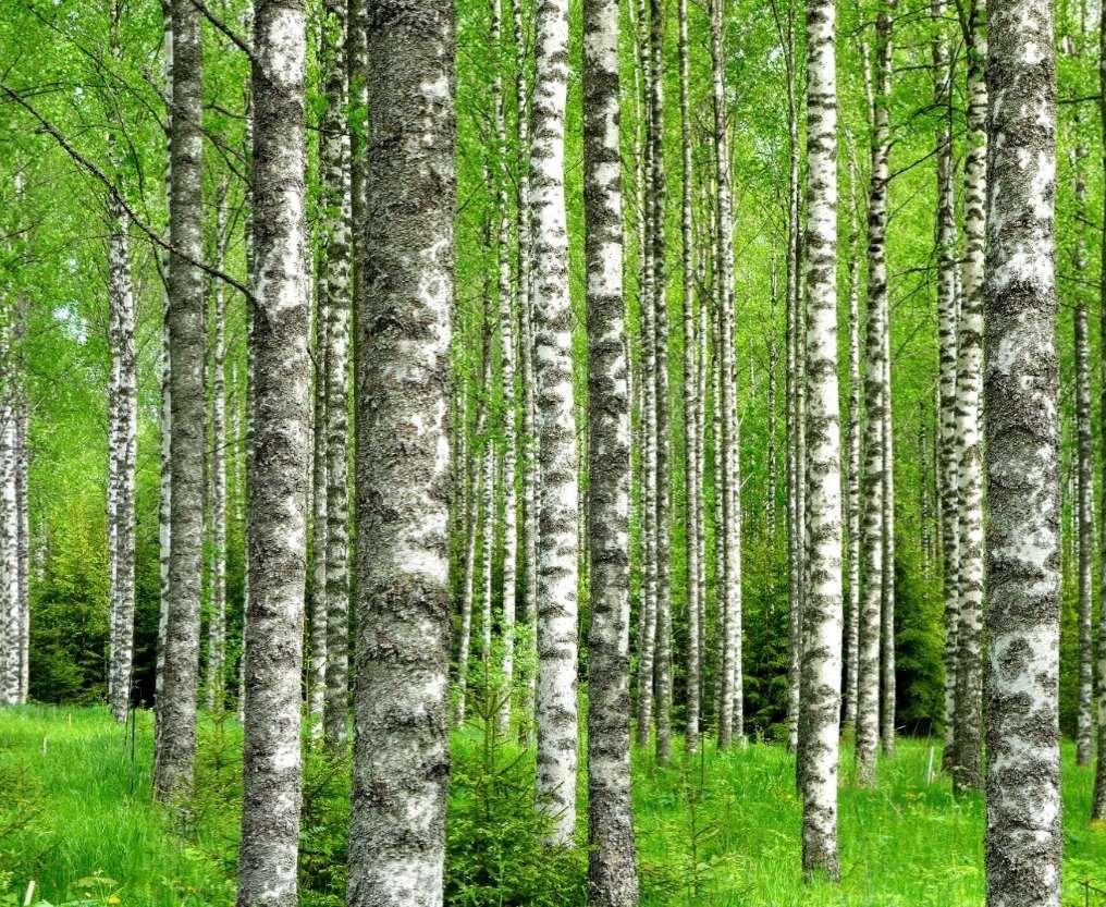 9 Suojelualueiden suojeluarvot turvataan PEFC-vaatimus: Luonnonsuojelulain mukaisesti perustettujen luonnonsuojelualueiden ja Natura 2000 -verkostoon kuuluvien alueiden suojeluarvoja ei heikennetä -