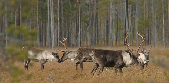 Luonnon perintöä palautetaan Metsäpeura Life -projektin tavoitteena on palauttaa metsäpeura (Rangifer Tarandus