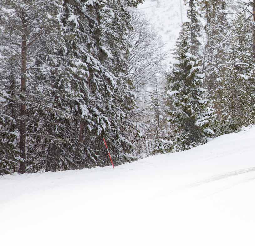 MÄHLERSIN KORKEALLE HEITTÄVÄ DPH3700-VIISTOAURA Aura heittää todella hyvin Ruben aloitti uransa alalla jo vuonna 1984, kun hän alkoi siirtämään metsäkoneita perävaunullaan.