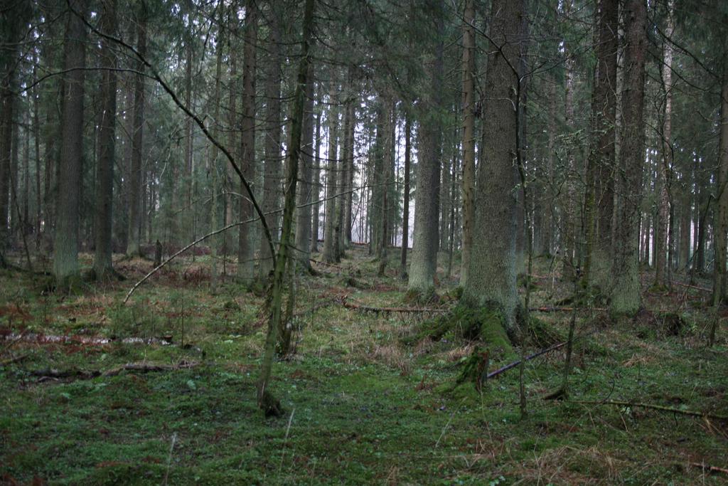Sahlbergia. (0), 0- Kuva. Vanhaa kuusimetsää: mm. punctatus-lajin biotooppia (EH: Hausjärvi, Peuranpää) Kuva: Ari-Pekka Rutanen. Fig.