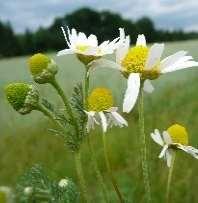 Kiertotatar Polygonum convolvulus Bodaaja