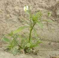 Aamuvirkku Hukkakaura Avena fatua Bodaaja Peltolemmikki Myosotis arvensis Rahvas