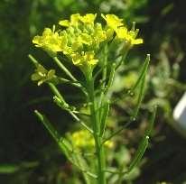 spp. Bodaaja Tatarlajit Polygonum spp.