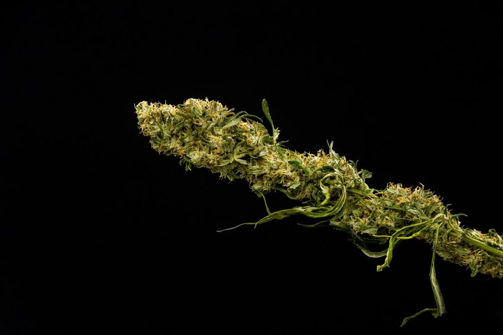 2.1.3 Teollistumisen alusta tähän päivään Varsinaisen lääkekannabiksen, kapealehtisen Cannabis indica ssp. indican esitteli Euroopalle William Brooke O Shaughnessy 1800-luvulla.