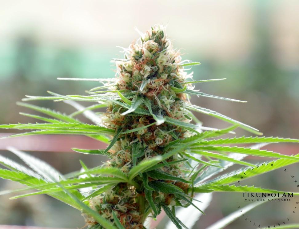 Kuva 4. Mango-lajike. Tikun Olam Ltd. Kannabiksen THC:n aiheuttaman päihtymystilan vastalääkkeeksi on suositeltu terpeenipitoisia sitrushedelmiä ainakin jo yli tuhannen vuoden ajan mm.