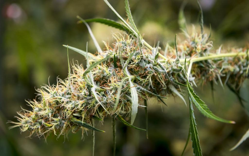 (Iversen, 2000; de Meijer, 2014). Kannabinoidihapot saattavat toimia kasvin omina suojeluaineina hyönteisiä vastaan (Sirikantaramas ym., 2005).
